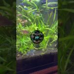#バズれ #アクアリウム初心者 #aquarium #熱帯魚 #アクアリウム #ネオンテトラ #水槽 #ヤマトヌマエビ #ミナミヌマエビ #エビ #コリドラス #初心者 #水草 #淡水魚