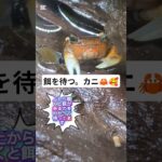 餌を待つ🦀😂ベンケイガニ水槽🦀🦀🦀 #アクアリウム #水槽部屋 #aquarium #レイアウト水槽