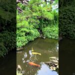 松浦氏屋敷庭園 滝 #日本庭園 #滝 #travel #鯉