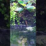 ミナミヌマエビの滝登り