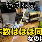 水槽部屋が限界でした…本数を減らさず激変させた方法【アクアリウム】水草レイアウト