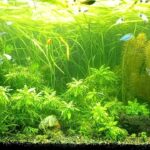 水草レイアウト混泳１２０ｃｍ水槽