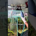 アクアリウム好きが憧れるレイアウト