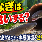 うなぎは共食いする？隠れ家で防げるのか・水槽環境と注意点を調査