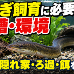 うなぎ飼育に必要な水槽・環境｜水温・隠れ家・ろ過・餌を調査