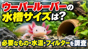 wooper-looper2