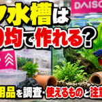 ベタ水槽は100均で作れる？ダイソー用品を調査・使えるものと注意点を整理